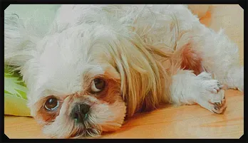 Asian amateur scene with horny Japan model Risa O. 