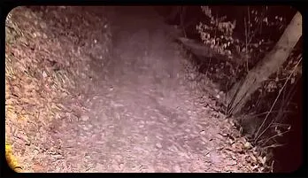 Nighttime Hiking with a Mature MILF: Stripping in the Wild